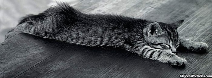 gato-perezoso
